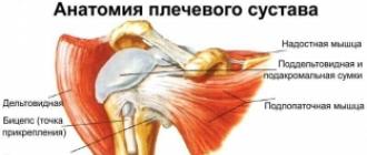 Растяжка мышц плеча, спины, груди Упражнения на растяжку рук и плечевого пояса