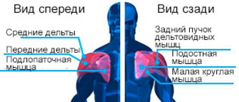 Анатомия мышц плеч. Качаемся правильно. Анатомия плеч — Научный подход к тренировке плеч Дельта мышца где находится