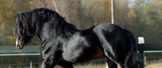 Лошади шайр: описание и характеристики