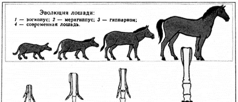 Древние предки лошадей — какими они были?